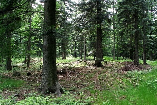 Działka budowlana Szymanów sprzedam