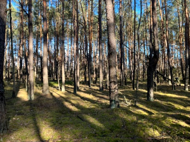 Działka leśna Nowy Żabieniec sprzedam