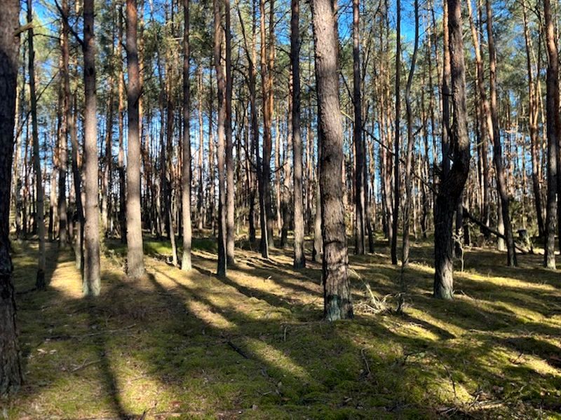 Działka leśna Nowy Żabieniec sprzedam