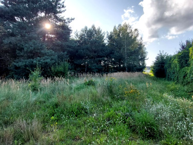 Działka Łężyca