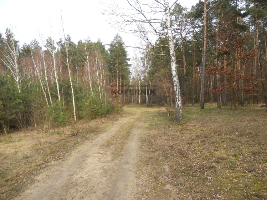 Działka leśna Kawęczyn