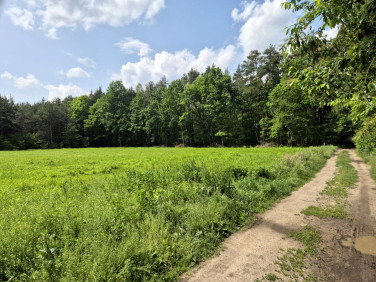 Działka leśna Osowiec