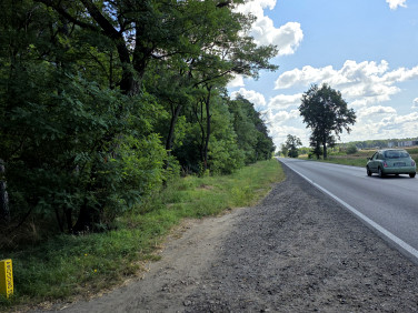 Działka leśna Gliśnica