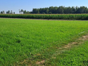 Działka budowlana Łąka