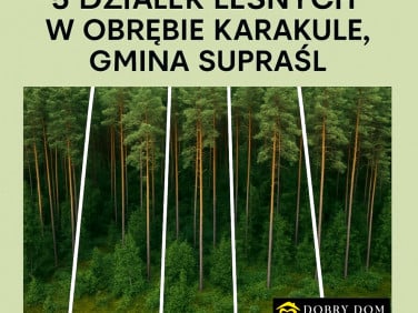 Działka leśna Karakule