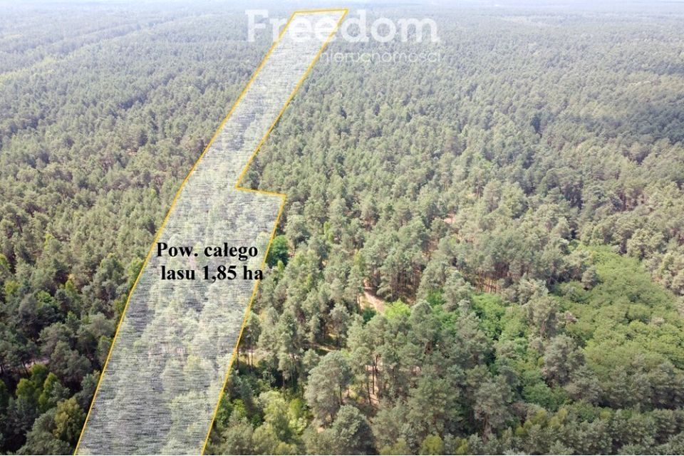 Działka leśna Krzyżanówka