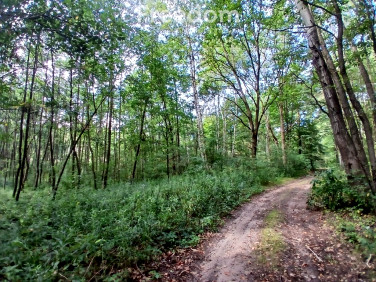 Działka leśna sprzedam