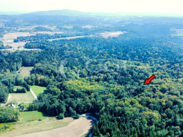 Działka leśna Jodłowa