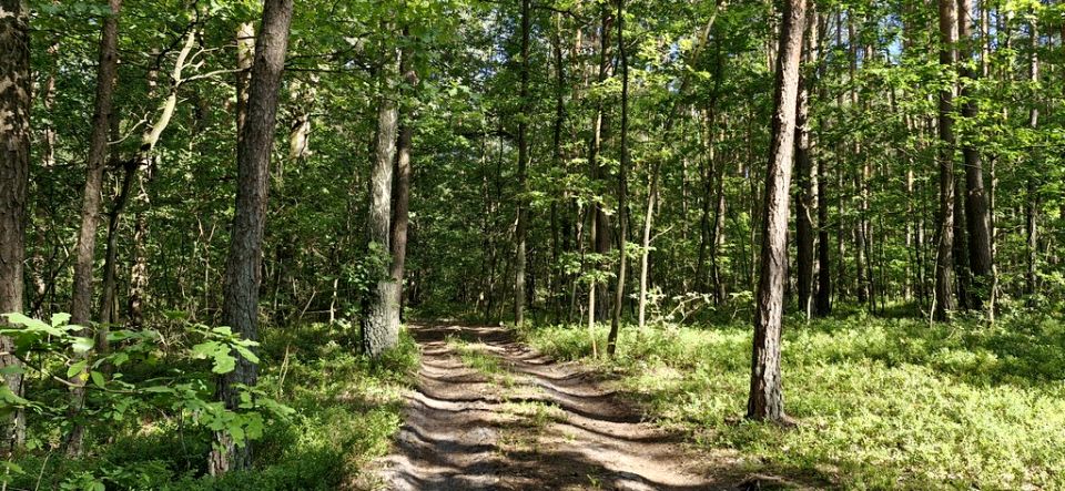 Działka rekreacyjna Wilkowyja