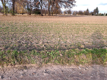 Działka budowlana Krasieniec Stary