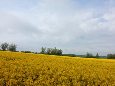 Działka rolna Chrząszczewo