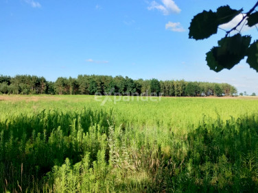 Działka Blinno