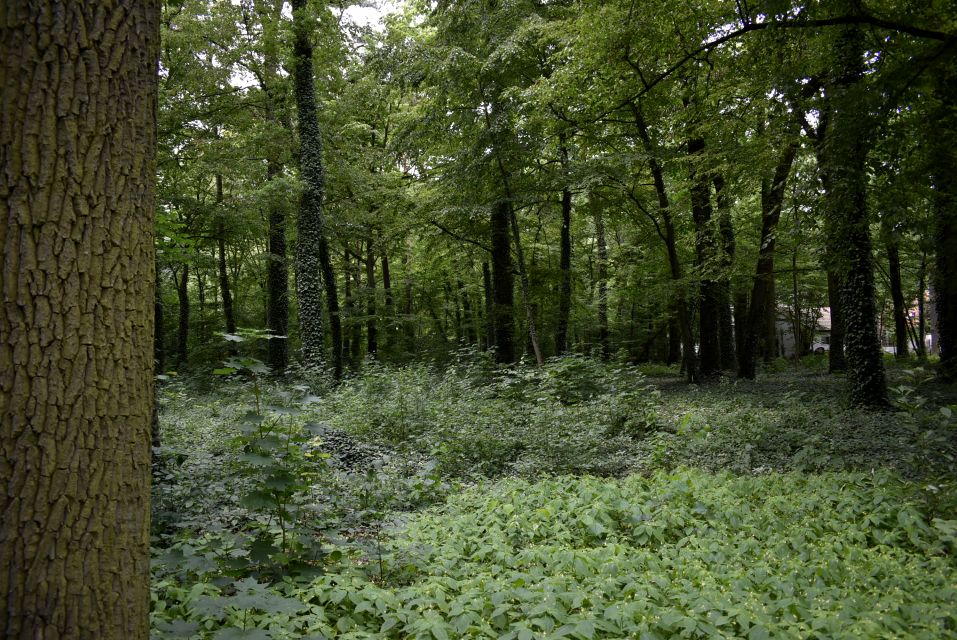 Działka budowlana Podkowa Leśna sprzedam