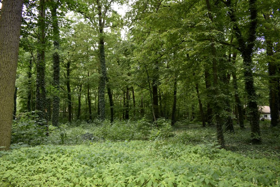 Działka budowlana Podkowa Leśna