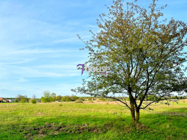 Działka Świniowice