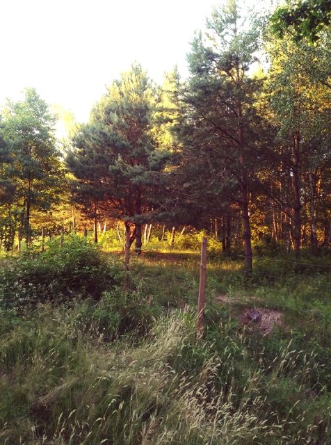 Działka budowlana Celinów