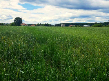 Działka siedliskowa Ispina