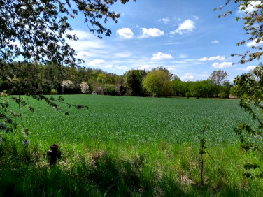 Działka Orle Wielkie