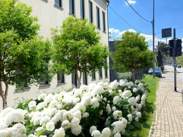 Lokal Rybnik