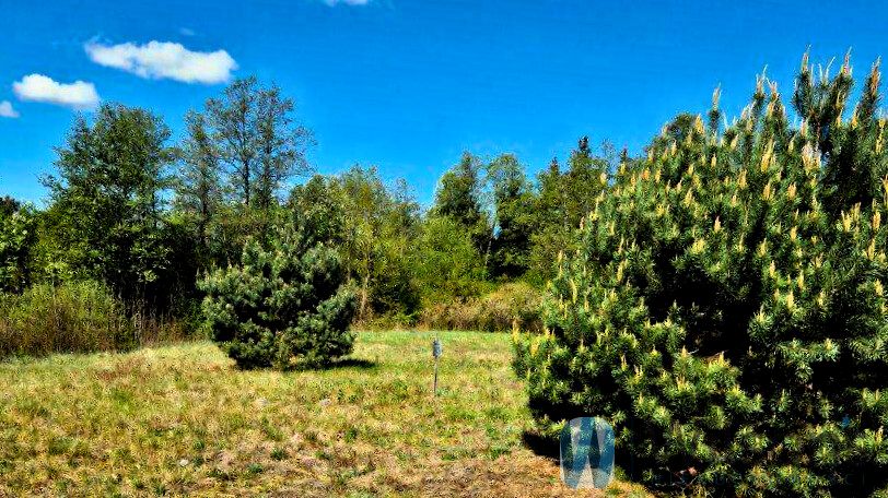Działka Zambski Kościelne