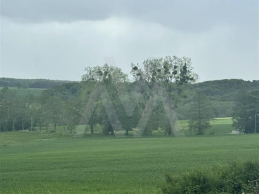 Działka rolna Lisewo
