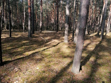 Działka leśna Wieliszew