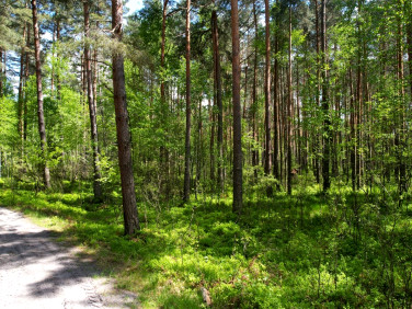 Działka Osuchy