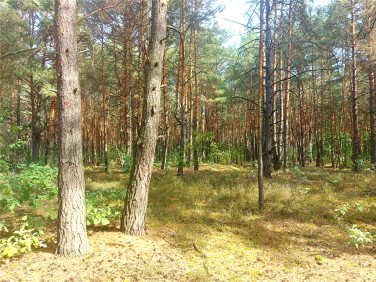 Działka leśna Józefów