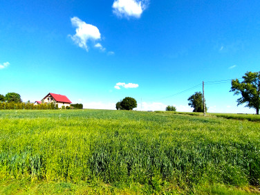 Działka Chojnów