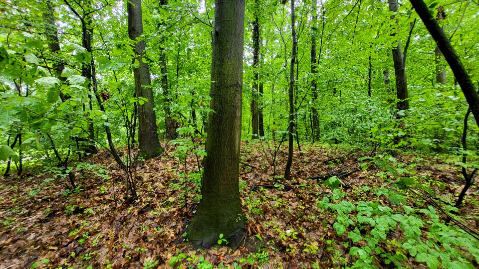 Działka leśna Nowe Żukowice