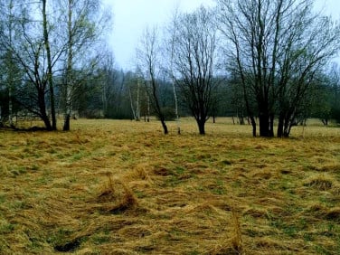 Działka rolna Rębiszów
