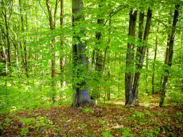 Działka leśna Cichawka