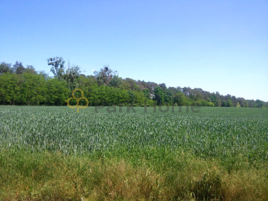 Działka Słopanowo