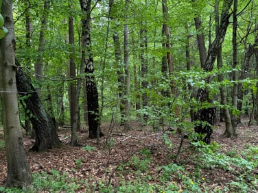Działka leśna Ojców