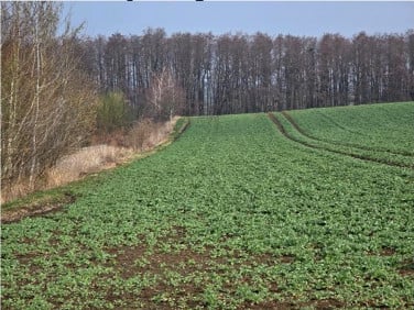 Działka budowlana Krzanowice