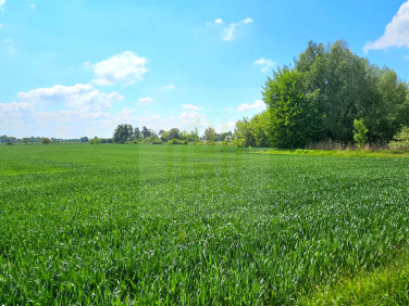 Działka Bieniewice