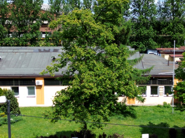Lokal Katowice