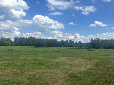 Działka Zalesie