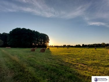 Działka leśna Gredele