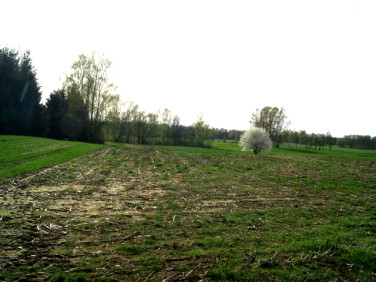 Działka rolna uzbrojona Krzywe