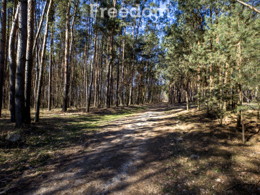 Działka leśna sprzedam