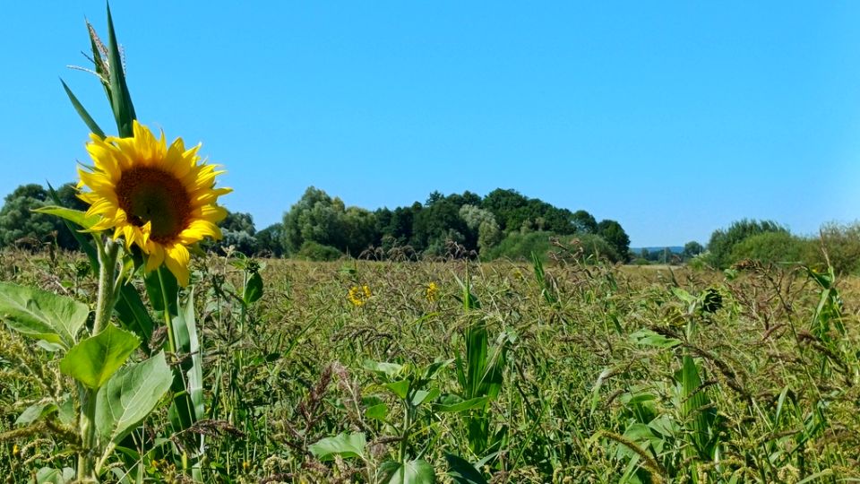 Działka budowlana Włostów