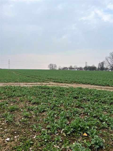 Działka inwestycyjna Międzyrzecze Dolne sprzedam
