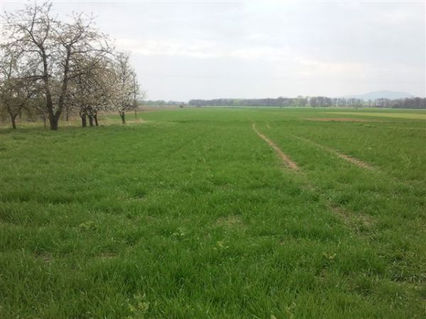 Działka budowlana Wojtkowice