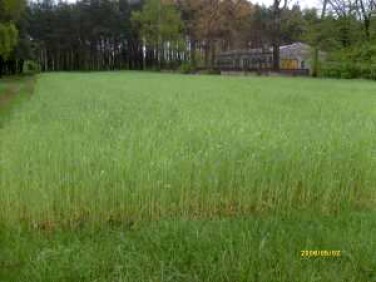 Działka Godlewo Wielkie