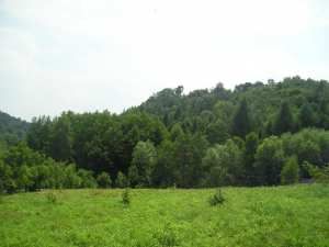 Działka Brzoskwinia