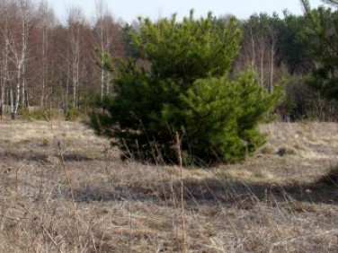 Działka rekreacyjna Popielżyn-Zawady