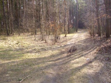 Działka leśna Radziejowice