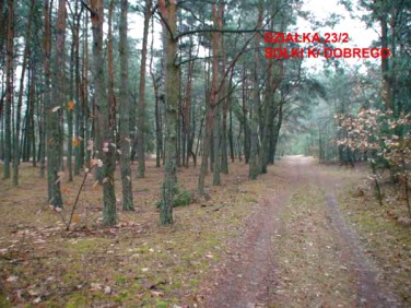 Działka leśna Sołki sprzedam