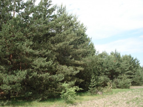 Działka Czarnów